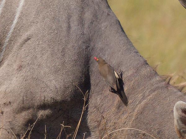 <h3><a href="/trips/safari/biota/animalia/chordata/aves/040 passeriformes/106 buphagidae/buphagus erythrorhynchus/buphagus erythrorhynchus-en.html">Buphagus&nbsp;erythrorhynchus</a> / Red‑billed&nbsp;oxpecker / Roodsnavelossenpikker</h3>OM-1 Mark II with OLYMPUS M.150-400mm F4.5, 1/2000 sec at F4.5, ISO 320, distance 39.2&nbsp;m